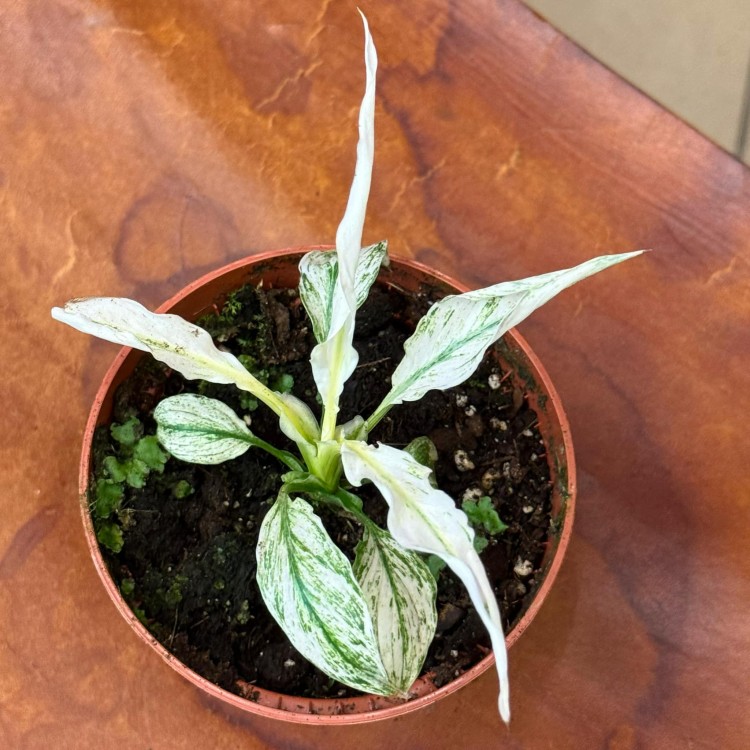 skrzydłokwiat Spathiphyllum Sensation Variegat (3).jpg