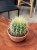 echinocactus grusonii kaktus FOTEL TEŚCIOWEJ (2).jpeg