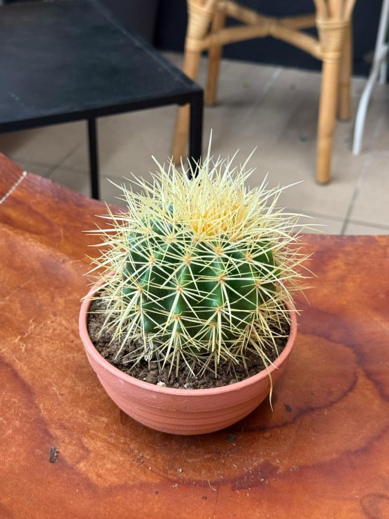 echinocactus grusonii kaktus FOTEL TEŚCIOWEJ (2).jpeg