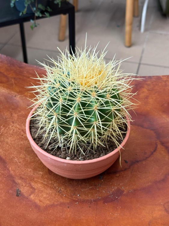 echinocactus grusonii kaktus FOTEL TEŚCIOWEJ (3).jpeg