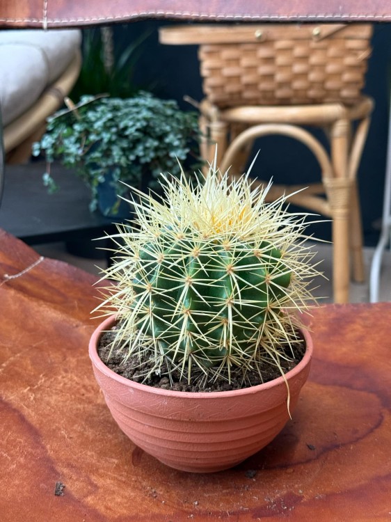 echinocactus grusonii kaktus FOTEL TEŚCIOWEJ (1).jpeg