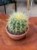 echinocactus-grusonii-kaktus-FOTEL-TESCIOWEJ-3.jpg
