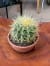 echinocactus-grusonii-kaktus-FOTEL-TESCIOWEJ-3.jpg