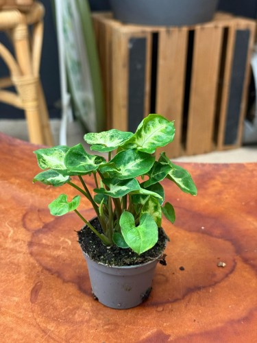 Syngonium (2).jpeg
