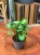 Syngonium (2).jpeg