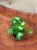 Syngonium (3).jpeg