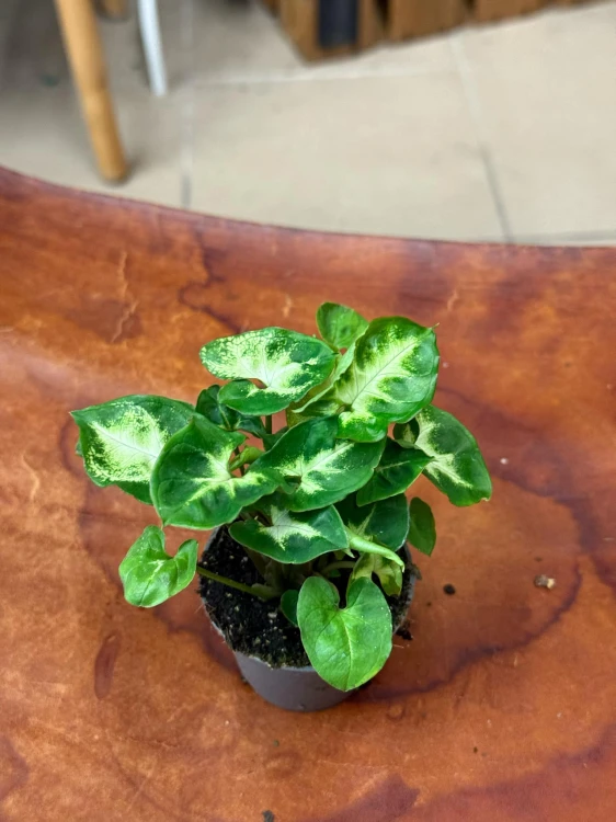 Syngonium (4).jpeg