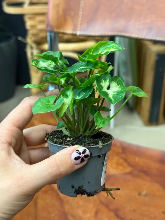 Syngonium (5).jpeg