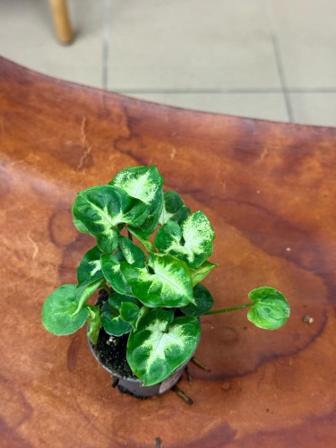 Syngonium (1).jpeg