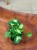 Syngonium (1).jpeg