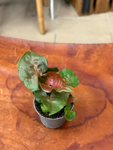 Syngonium dark maria (2).jpeg