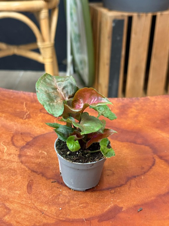 Syngonium dark maria (4).jpeg