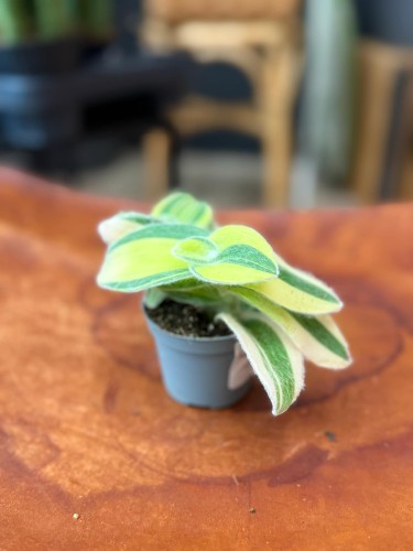 trzykrotka Tradescantia sillamontana 'Variegata' WŁOCHATA (2).jpeg