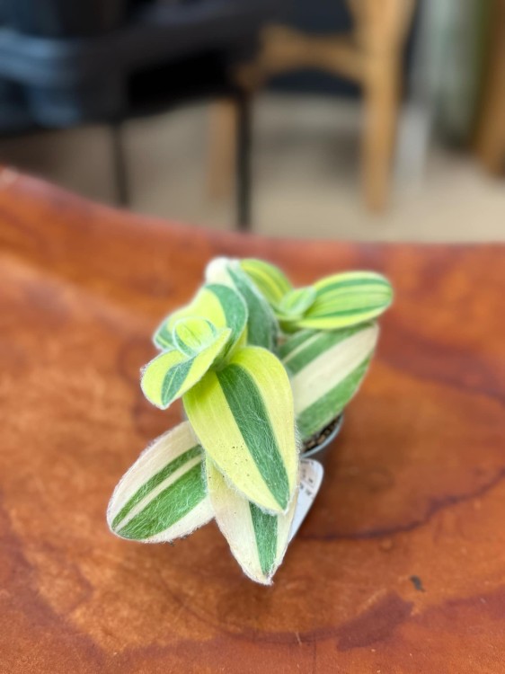 trzykrotka Tradescantia sillamontana 'Variegata' WŁOCHATA (3).jpeg