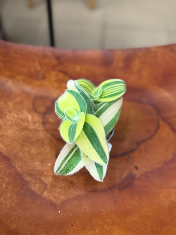 trzykrotka Tradescantia sillamontana 'Variegata' WŁOCHATA (4).jpeg