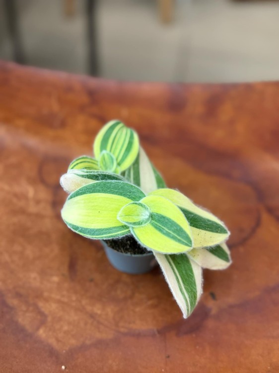 trzykrotka Tradescantia sillamontana 'Variegata' WŁOCHATA (5).jpeg