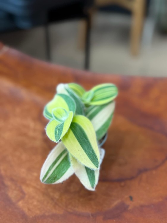 trzykrotka Tradescantia sillamontana 'Variegata' WŁOCHATA (1).jpeg