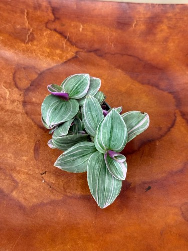 trzykrotka Tradescantia cerinth. 'Sweetness' (2).jpeg