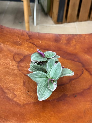 trzykrotka Tradescantia cerinth. 'Sweetness' (3).jpeg