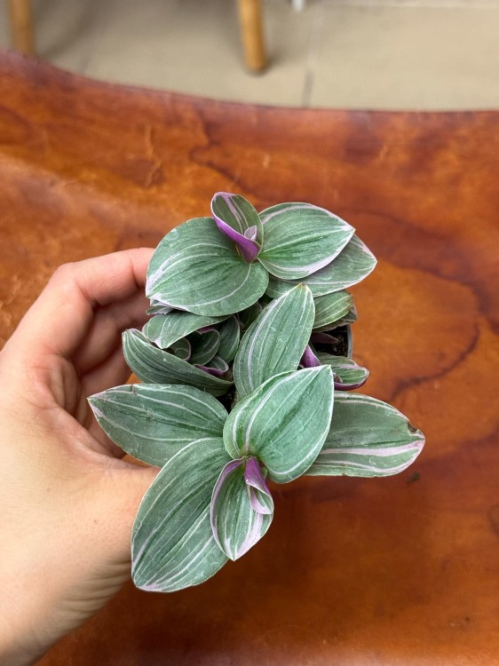 trzykrotka Tradescantia cerinth. 'Sweetness' (4).jpeg