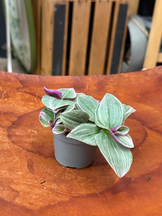 trzykrotka Tradescantia cerinth. 'Sweetness' (1).jpeg