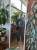 aspidistra elatior aspidistra wyniosła  (2).jpeg