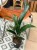 aspidistra elatior aspidistra wyniosła  (3).jpeg