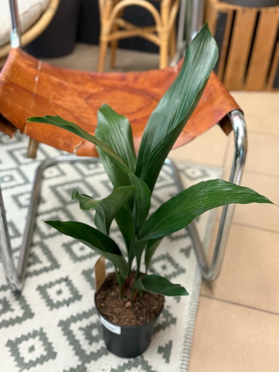aspidistra elatior aspidistra wyniosła  (3).jpeg
