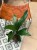 aspidistra elatior aspidistra wyniosła  (4).jpeg