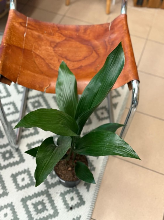 aspidistra elatior aspidistra wyniosła  (4).jpeg