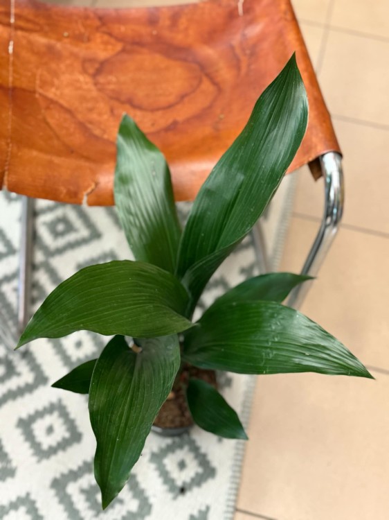aspidistra elatior aspidistra wyniosła  (1).jpeg