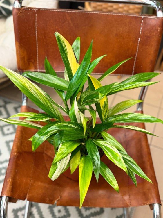 Epipremum Amplissimum Variegata (2).jpeg