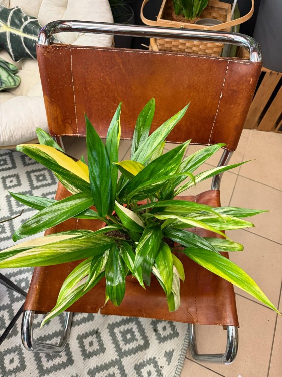 Epipremum Amplissimum Variegata (3).jpeg