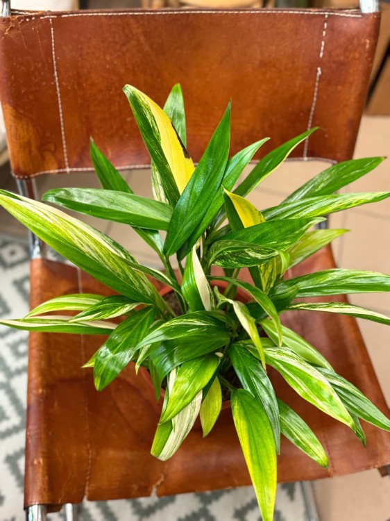 Epipremum Amplissimum Variegata (4).jpeg