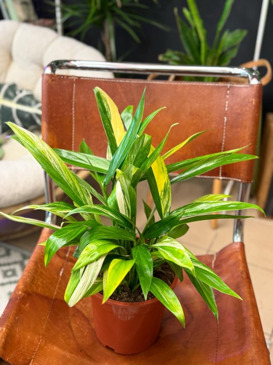 Epipremum Amplissimum Variegata (6).jpeg