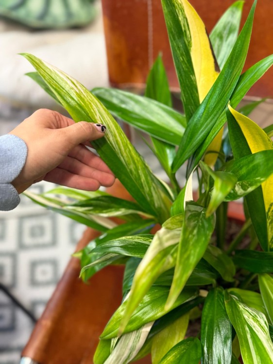 Epipremum Amplissimum Variegata (1).jpeg