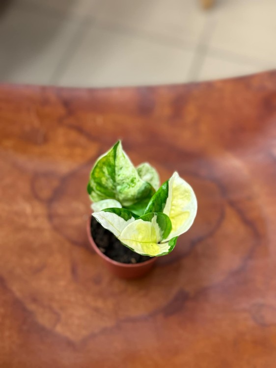 Epipremum Japan Variegata (2).jpeg