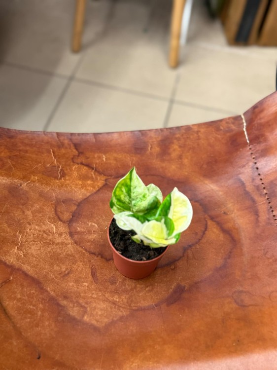 Epipremum Japan Variegata (3).jpeg