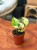 Epipremum Japan Variegata (4).jpeg