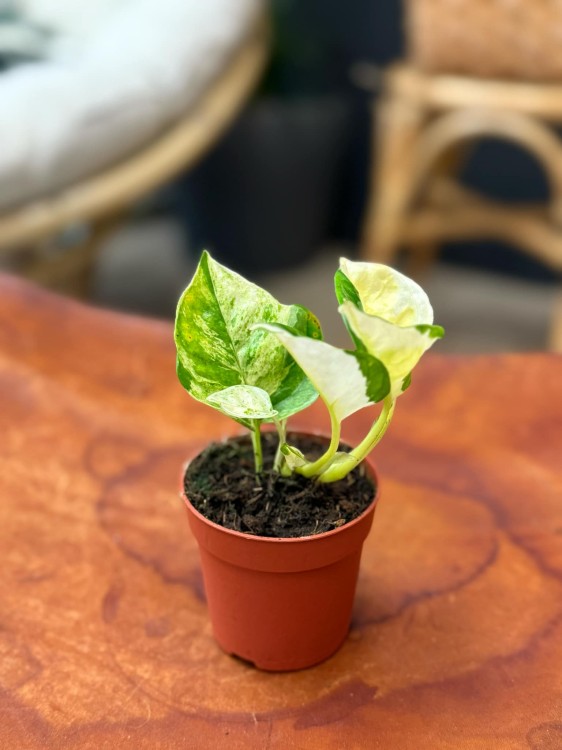 Epipremum Japan Variegata (4).jpeg
