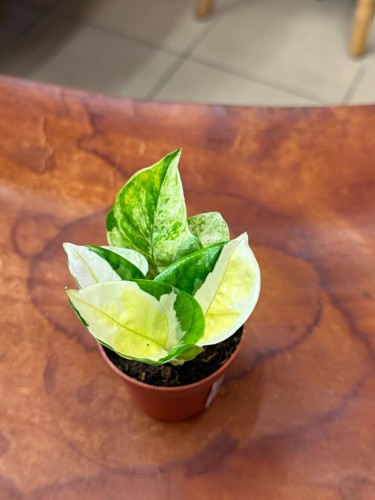 Epipremum Japan Variegata (5).jpeg
