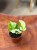 Epipremum Japan Variegata (1).jpeg