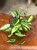 Hoya pot of Gold (1).jpeg