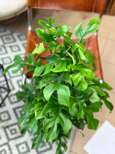 Monstera minima rhaphidophora tetrasperma (2).jpeg