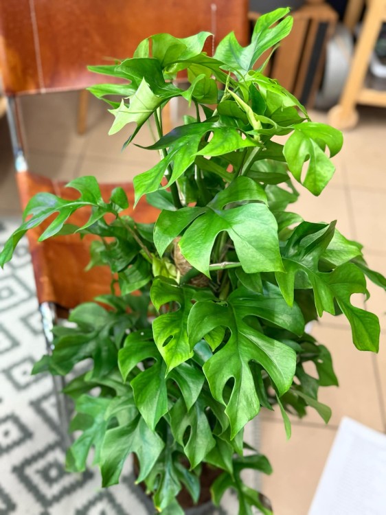 Monstera minima rhaphidophora tetrasperma (3).jpeg
