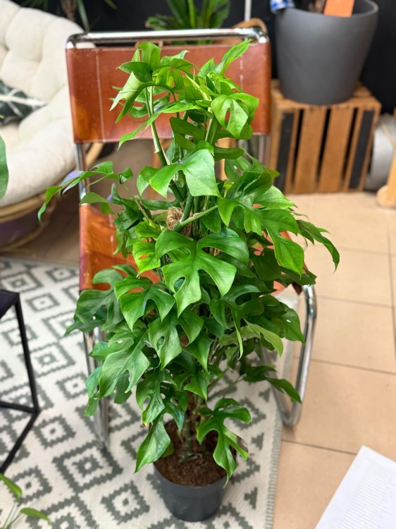 Monstera minima rhaphidophora tetrasperma (4).jpeg
