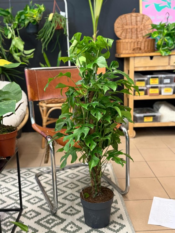 Monstera minima rhaphidophora tetrasperma (5).jpeg