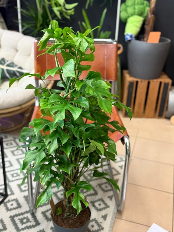 Monstera minima rhaphidophora tetrasperma (6).jpeg