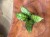 hoya hoja black cat (1).jpeg