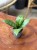 hoya hoja black cat (2).jpeg
